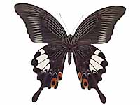 Papilio iswara iswara ♂ Un.