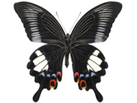 Papilio iswara iswara ♂ Un.