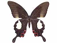 Papilio iswara iswara ♀ Up.