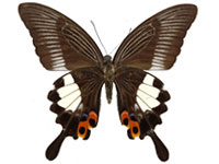 Papilio iswara iswara ♀ Un.