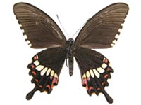 Papilio polytes polytes ♀ Un.