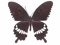 Papilio polytes romulus ♂ Up.