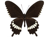 Papilio polytes romulus ♂ Up.