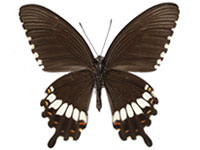 Papilio polytes romulus ♂ Un.