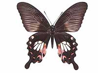 Papilio polytes romulus ♀ Up.