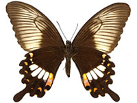 Papilio polytes romulus ♀ Un.