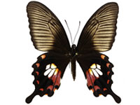 Papilio polytes romulus ♀ Up.