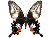 Papilio polytes romulus ♀ Un.