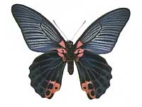 Papilio agenor agenor ♂ Un.