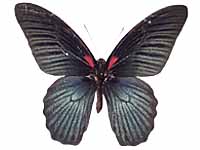 Papilio agenor agenor ♂ Up.