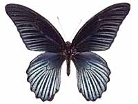 Papilio agenor agenor ♂ Up.