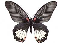 Papilio agenor agenor ♀ Up.