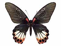 Papilio agenor agenor ♀ Up.