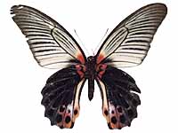 Papilio agenor agenor ♀ Un.