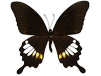 Papilio prexaspes pitmani ♂ Up.