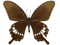 Papilio prexaspes pitmani ♂ Un.