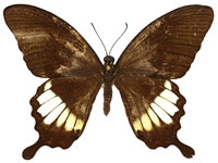 Papilio prexaspes pitmani ♂ Up.