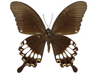 Papilio prexaspes pitmani ♂ Un.