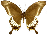 Papilio prexaspes pitmani ♀ Un.