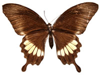 Papilio prexaspes pitmani ♀ Up.