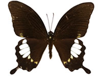 Papilio prexaspes duboisi ♂ Up.