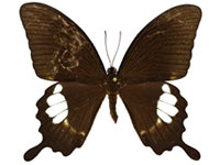 Papilio prexaspes duboisi ♂ Up.