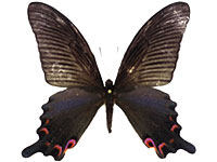 Papilio dialis doddsi ♀ Up.