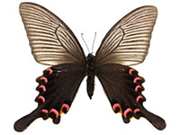 Papilio bianor bianor ♀ Up.