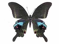 Papilio arcturus arcturus ♂ Up.