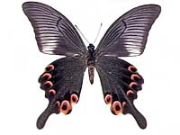 Papilio arcturus arcturus ♂ Un.