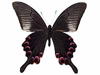 Papilio arcturus arcturus ♂ Un.