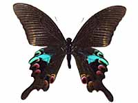 Papilio arcturus arcturus ♂ Up.