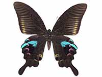 Papilio arcturus arcturus ♀ Up.