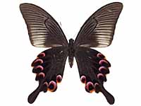 Papilio arcturus arcturus ♀ Un.
