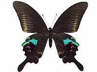 Papilio arcturus arcturus ♀ Up.