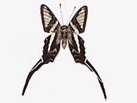 Lamproptera meges annamiticus ♂ Un.