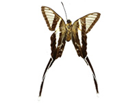 Lamproptera meges annamiticus ♂ Un.