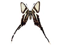 Lamproptera meges annamiticus ♀ Un.