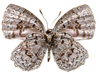 Cyaniriodes libna andersonii ♂ Un.