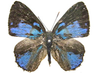 Poritia manilia ssp. ♂ Up.