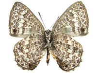 Poritia manilia ssp. ♂ Un.