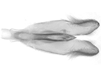 Miletus chinensis learchus ♂ genitalia