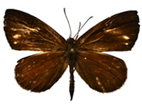 Miletus croton croton ♂ Up.