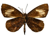 Miletus croton croton ♂ Un.