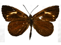 Miletus croton croton ♂ Up.