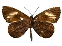 Miletus croton croton ♂ Un.