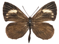 Miletus croton corus ♂ Up.