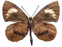 Miletus croton corus ♂ Un.