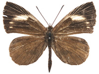 Miletus croton corus ♂ Up.