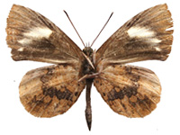 Miletus croton corus ♂ Un.